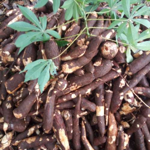 Cassava preview 2