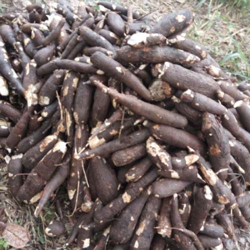 Cassava preview 3