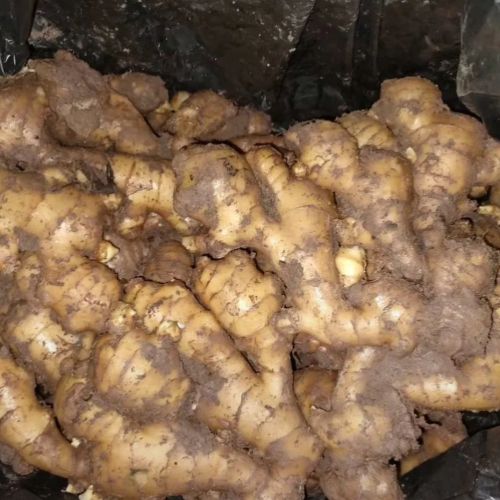 Ginger preview 2