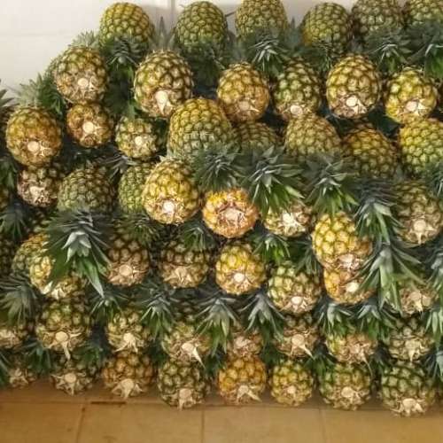 MD2 Pineapple preview 2